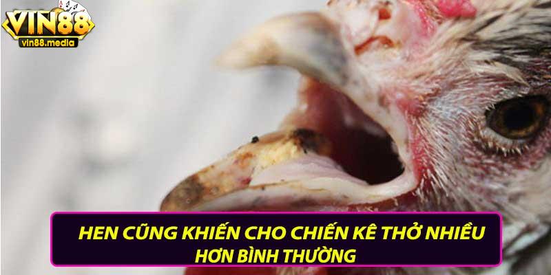 Hen cũng khiến chiến kê thở nhiều hơn bình thường
